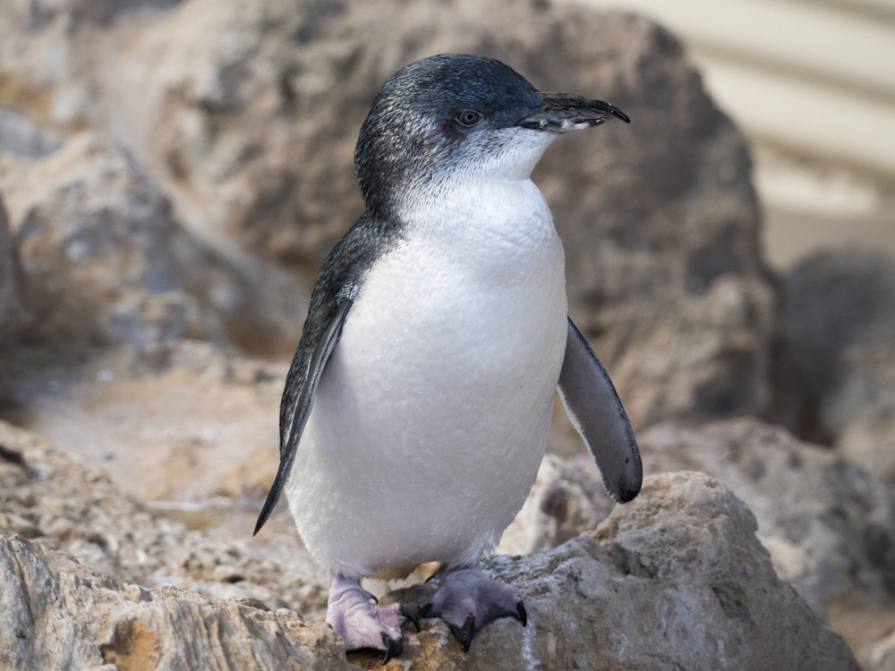 Penguin Island Itinerary: Meet Penguins, Dolphins & Sea Lions